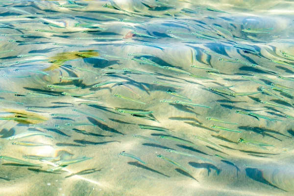 Small fish transparent sea water, sea fish background.