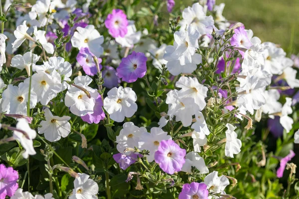 Petunia Bloemen Heldere Kleurrijke Bloemen Close — Stockfoto