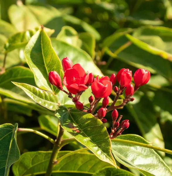 Flores Rojas Maleza Tropical Primer Plano Fondo Desenfocado — Foto de Stock