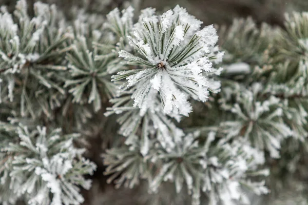 Coniferous Branches Covered Snow Pine Branch Snow Crystals Close Background — Stock Photo, Image