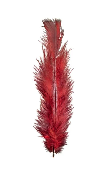Feather Bird White Background Bright Colored Feathers — Stock Photo, Image