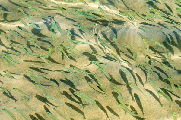 Kleine Vis Transparant Zeewater Zeevissen Achtergrond — Stockfoto