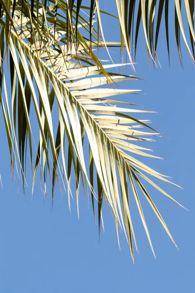 Grandes Ramos Palma Contra Céu Azul Conceito Descanso Relaxamento Viagem — Fotografia de Stock