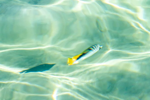 Θαλασσινά Πολύχρωμα Ψάρια Στο Νερό Defocused Νερό Φόντο Πάνω Όψη — Φωτογραφία Αρχείου