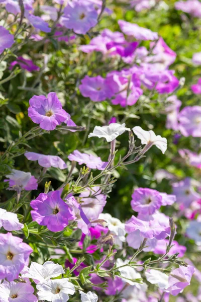 ペチュニアの花 明るい色の花のクローズアップ — ストック写真