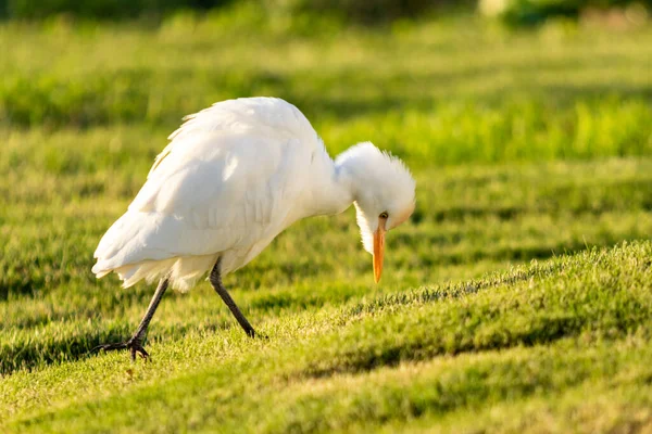 White Egyptian Heron Background Green Grass — Stock Photo, Image