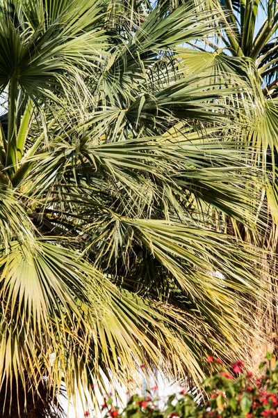 Mavi Gökyüzüne Karşı Palmiye Ağacı — Stok fotoğraf