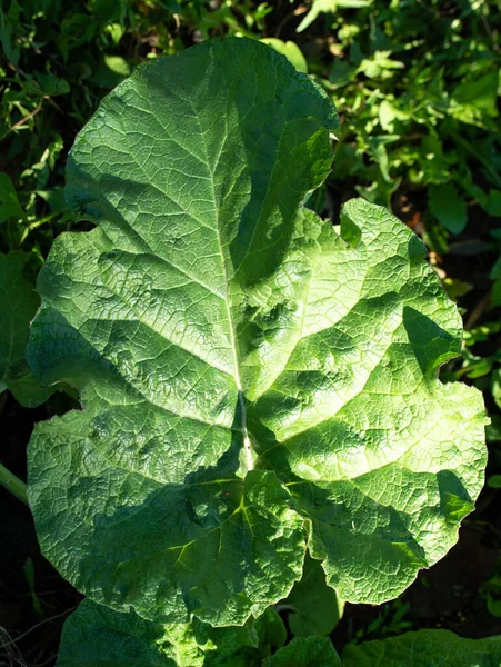 Feuilles Vertes Plantain Bardane Gros Plan — Photo