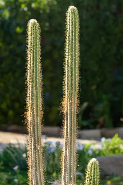 Thorny Cactus Plants Nature Close — Stock Photo, Image