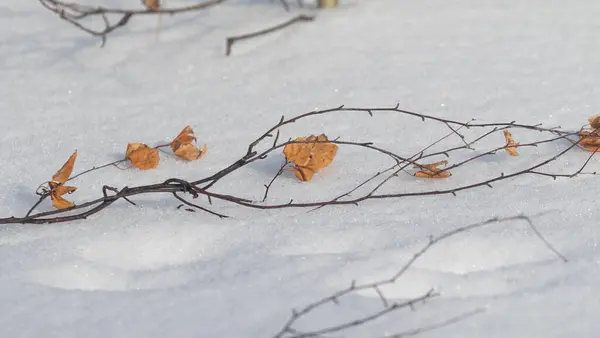 Zima Příroda Suché Větve Trávy Pokryté Sněhem Zimní Krajina — Stock fotografie