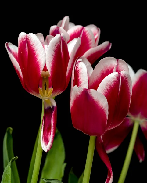 Tulipán Hermosa Flor Brillante Tulipán Flor Rosa Blanco Sobre Fondo —  Fotos de Stock