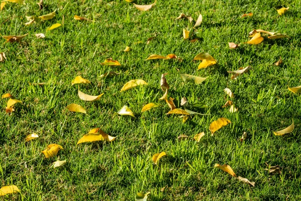 Erba Verde Sfondo Natura Paesaggio Primavera — Foto Stock