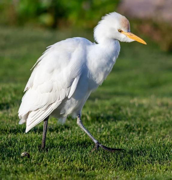 White Egyptian Heron Background Green Grass — Stock Photo, Image