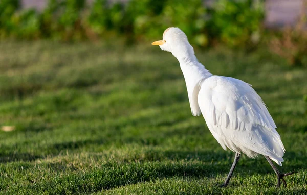White Egyptian Heron Background Green Grass — Stock Photo, Image