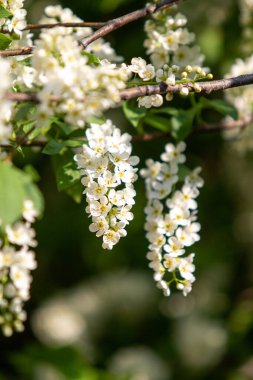 Beyaz kuş kirazı, yakın plan, bahar..
