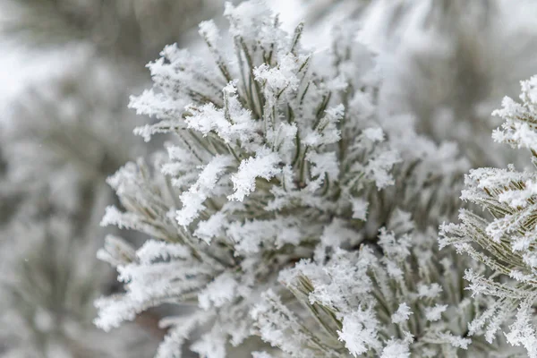 針葉樹の枝は雪で覆われています 冬の雪を背景に雪の結晶中の松の枝 — ストック写真