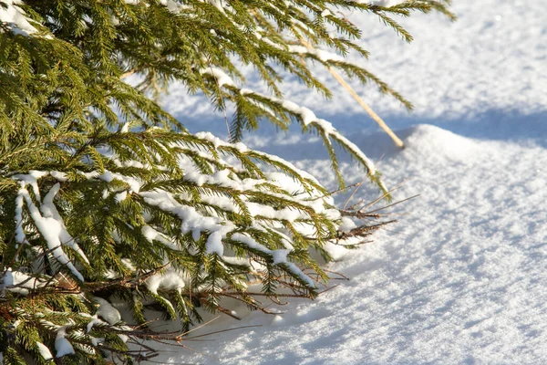 Kar Manzarasında Yeşil Bir Noel Ağacının Dalları — Stok fotoğraf