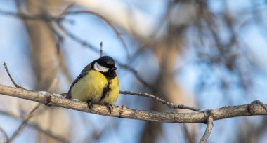Great tit bird, winter snow. Park nature.