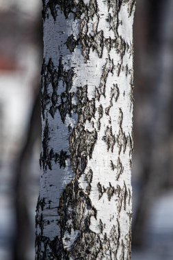 Bir huş ağacının kabuğu. Yakın plan..