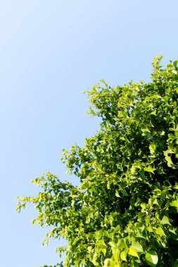 Mavi gökyüzünün arka planında bir incir ağacının yeşil yaprakları. Bahar doğası manzarası.