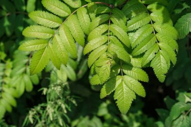Dağdaki küllerin yeşil yaprakları..