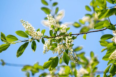 Beyaz kuş kirazı, yakın plan, bahar..