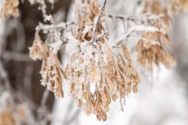 Sarı kuru akçaağaç tohumları kar altında bir ağaçta kış manzarasında.