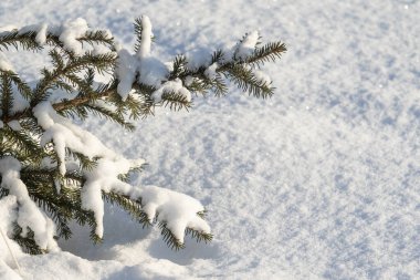 Kar manzarasında yeşil bir Noel ağacının dalları.