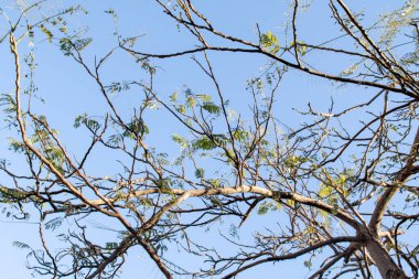 İlkbaharda gökyüzüne karşı çıplak bir ağacın akasya dalları.
