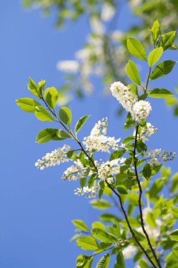 Beyaz kuş kirazı, yakın plan, bahar..