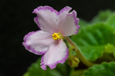 Viola mor çiçeği, yaklaş..