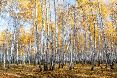 Sonbahar manzarası, huş ağacı ormanı güneşli bir günde.
