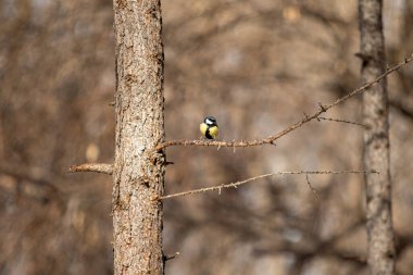 Kış manzarasında sarı bir kuş.