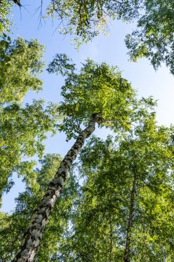 Gökyüzünde yeşil huş ağacı ormanı, yaz manzarası.