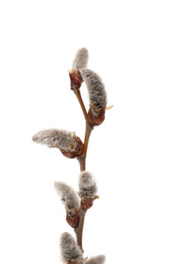 Pussy willow twigs with buds isolated on a white background.