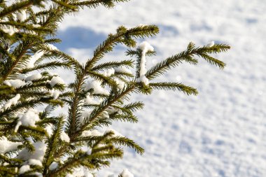 Kar manzarasında yeşil bir Noel ağacının dalları.