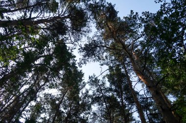 Mavi gökyüzüne karşı yeşil ağaç dalları. Aşağıdan gökyüzüne ağaç görünümü.