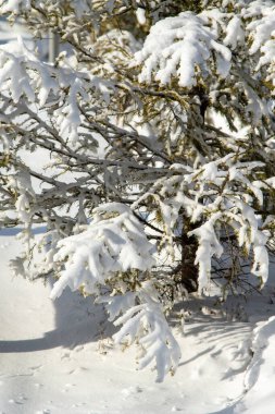 Kışın kardaki çam ağaçları, kış manzarası..