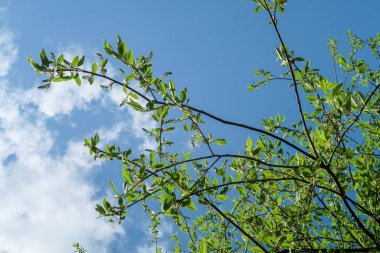 Mavi gökyüzü, bahar doğa karşı aşağıda ağaçlar görünümü yeşil yaprakları.