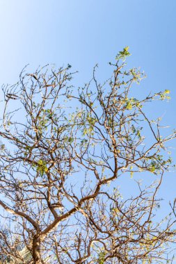 İlkbaharda gökyüzüne karşı çıplak bir ağacın akasya dalları.