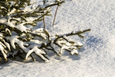 Kar manzarasında yeşil bir Noel ağacının dalları.