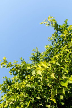 Mavi gökyüzünün arka planında bir incir ağacının yeşil yaprakları. Bahar doğası manzarası.