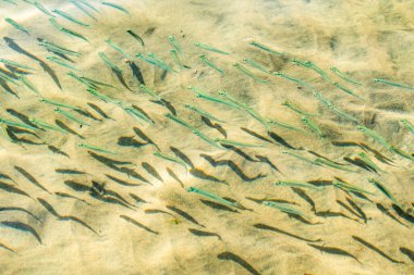 Küçük balık şeffaf deniz suyu, deniz balığı arka planı.