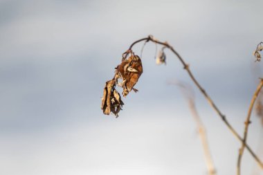 Doğanın bulanık arka planında kuru gri yapraklar.