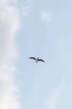 Mavi gökyüzünde bir martı uçar.