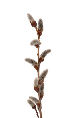 Pussy willow twigs with buds isolated on a white background.