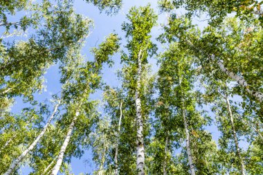 Gökyüzünde yeşil huş ağacı ormanı, yaz manzarası.