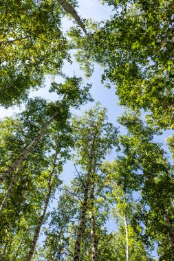 Gökyüzünde yeşil huş ağacı ormanı, yaz manzarası.