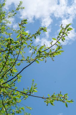 Mavi gökyüzü, bahar doğa karşı aşağıda ağaçlar görünümü yeşil yaprakları.