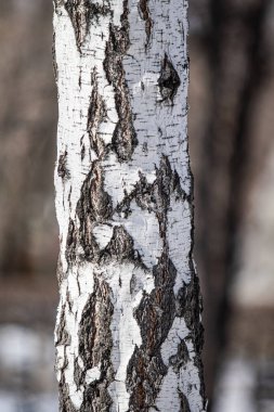 Bir huş ağacının kabuğu. Yakın plan..